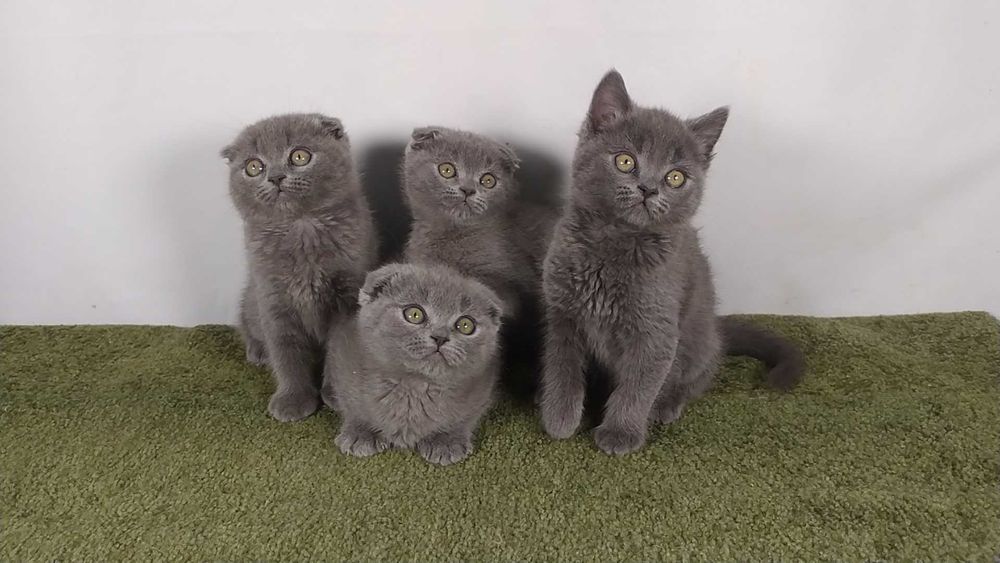 Шотландские котято.