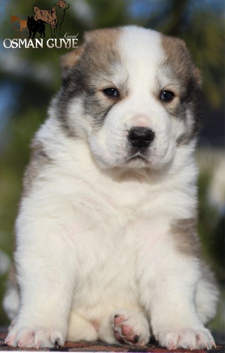 Крупний хлопчик Алабай Середньоазіатська вівчарка