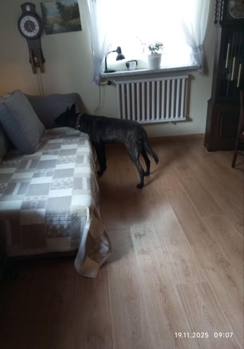 Kto pokocha cudownego Czarusia