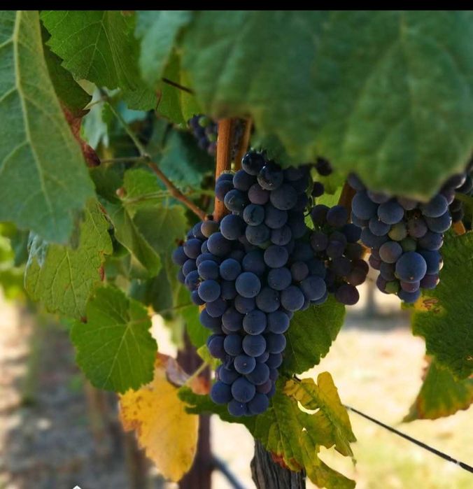 Vendo uvas brancas e tintas para vinho