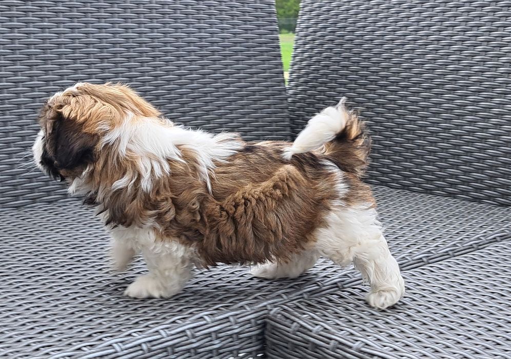 Shih tzu   suczka  mała