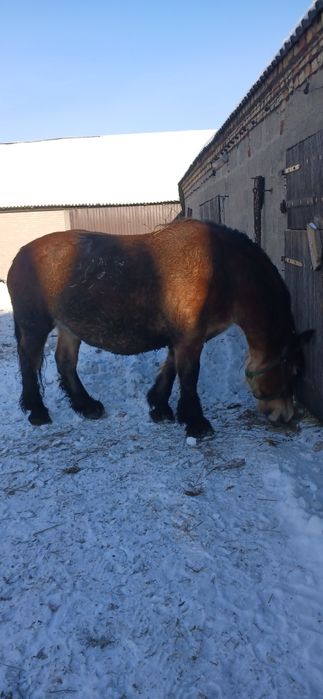 Sprzedam klacz zrebno