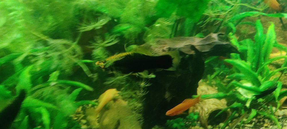 Mieczyk czarny narybek