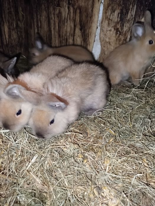 Króliki miniaturki