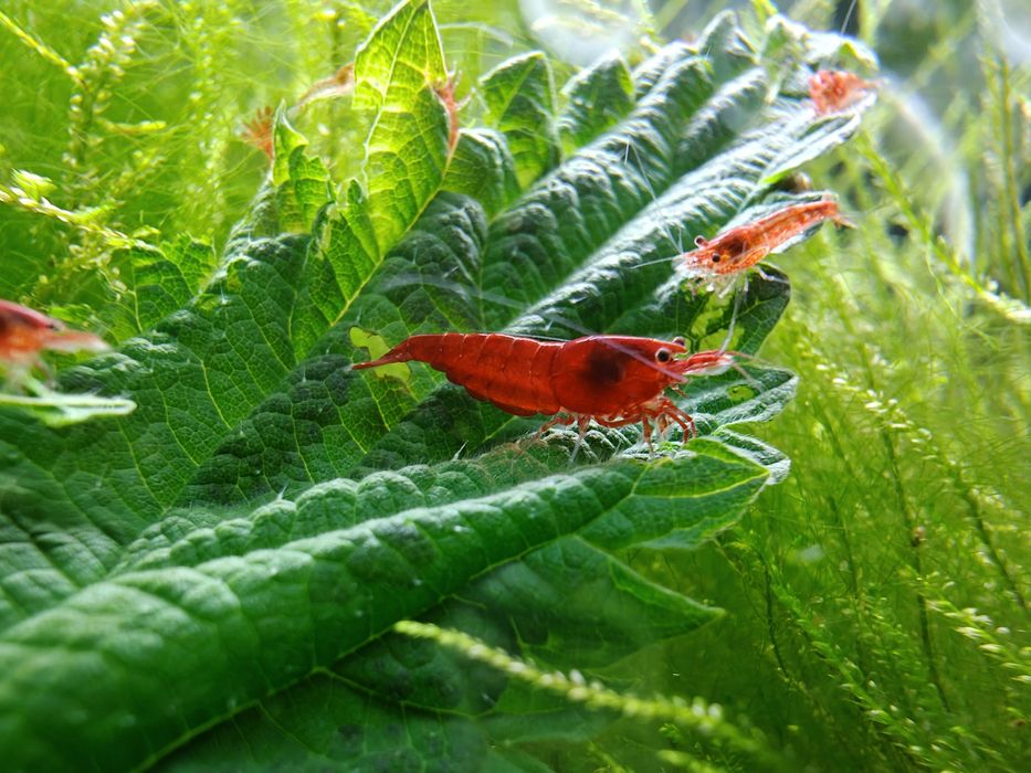 Krewetki Neocaridina Bloody Mary - czerwone