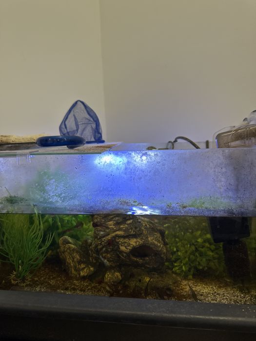 Aquario com peixes Guppy