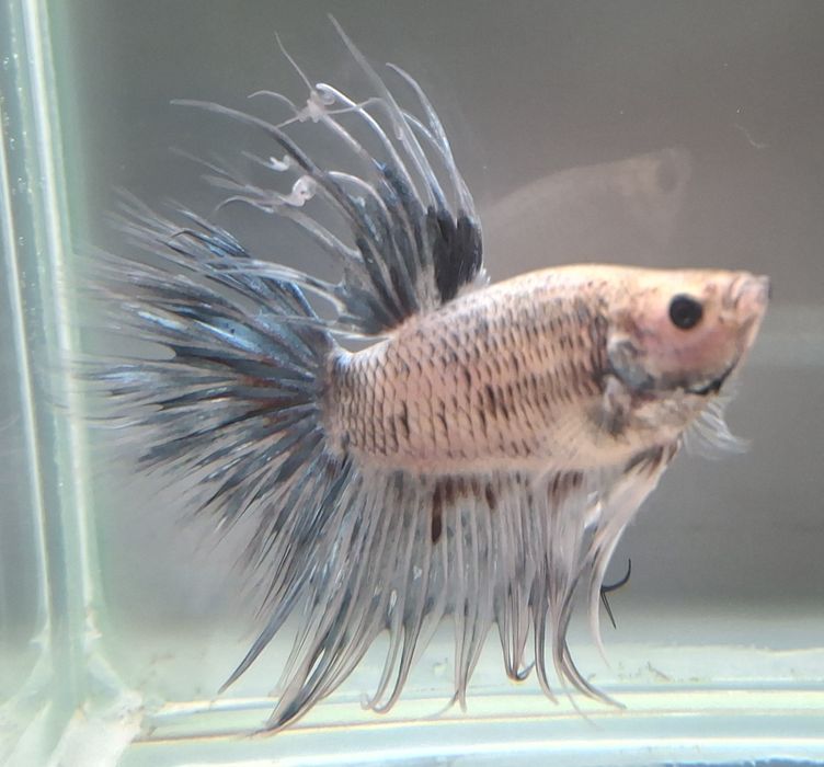 Machos peixe Betta 5€