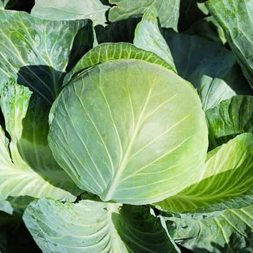 Насіння Капуста Білоголова БРИГАДИР F1 BRIGADIER F1 Семена Капусты