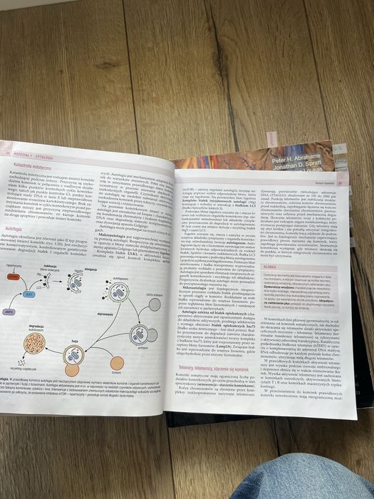 Ksiazki anatomia i hostologia zabel wozniak mcminn