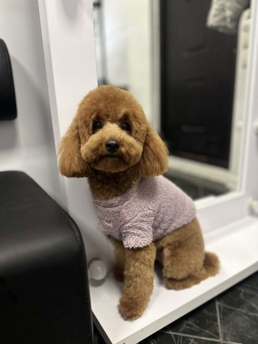 Грумінг Грумер Аліна Стрижка собак та котів Грумер Вишгород