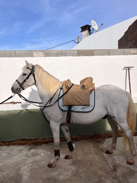 Cavalo muito manso capado
