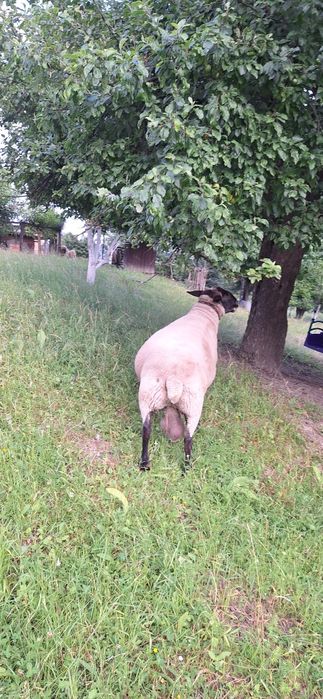 Суффолк вівця овечка ягня баран