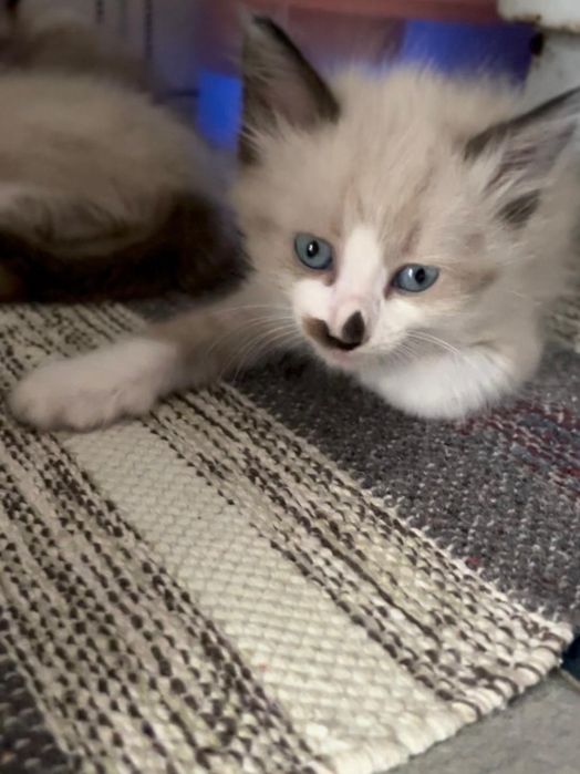 Gatos para adoção responsável