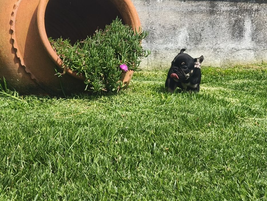 Bulldog Francês macho black tan