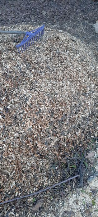 Wynajem Rębak rozdrabniacz spalinowy Cedrus RB04 PRO-E Wypożyczalnia