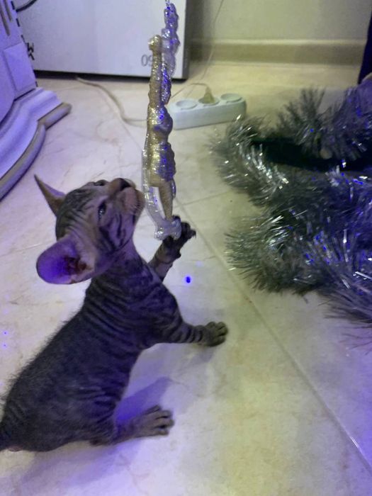 Донской сфинкс браш