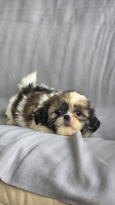 Shih-tzu macho disponível