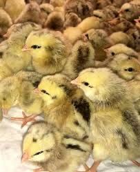 Бройлер Кобб-500, Мастергрей, Редбро, Іспанка, Геркулес