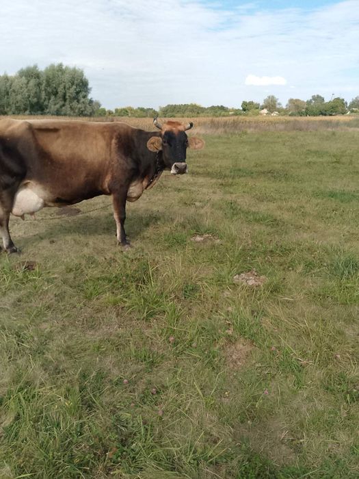 Продам корову, швідка