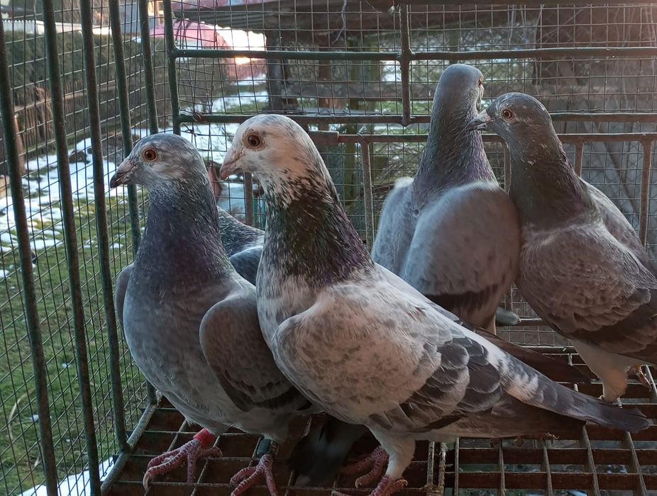 Sprzedam gołębie pocztowe