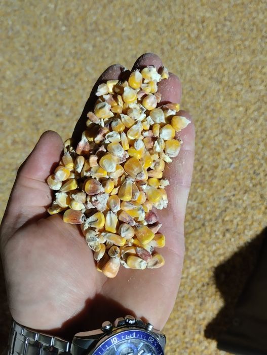 Kukurydza sucha 2025 śruta kukurydziana