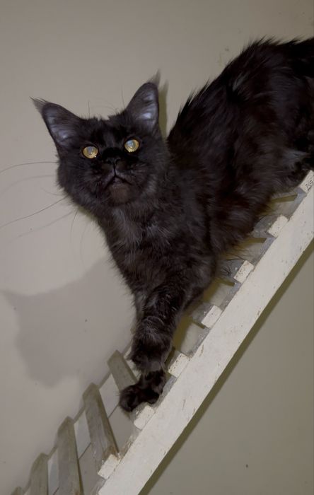 Дівчинка мейн-кун шукає родину