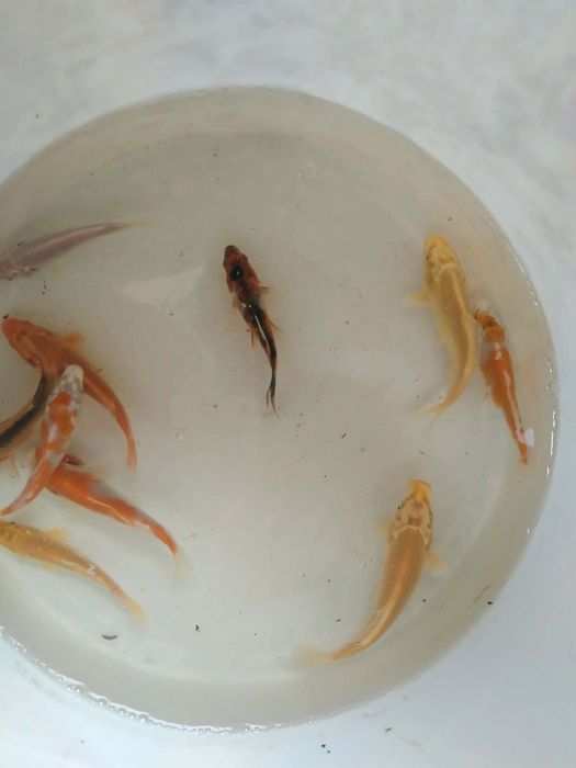 Karp kroczek narybek lin amur