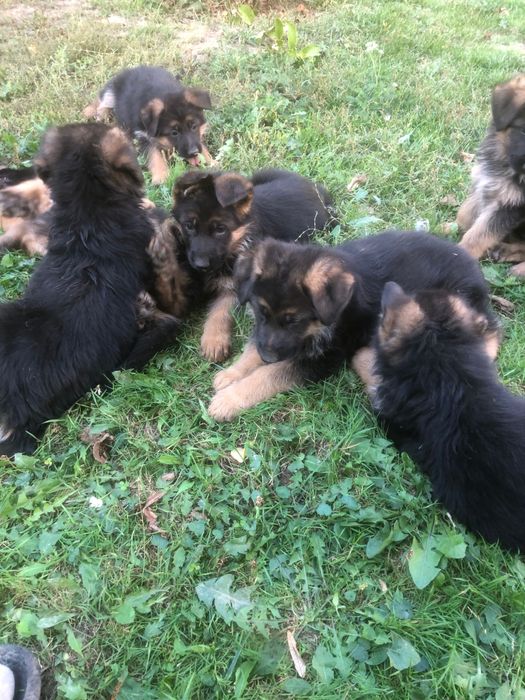 Продам Німецьку вівчарку