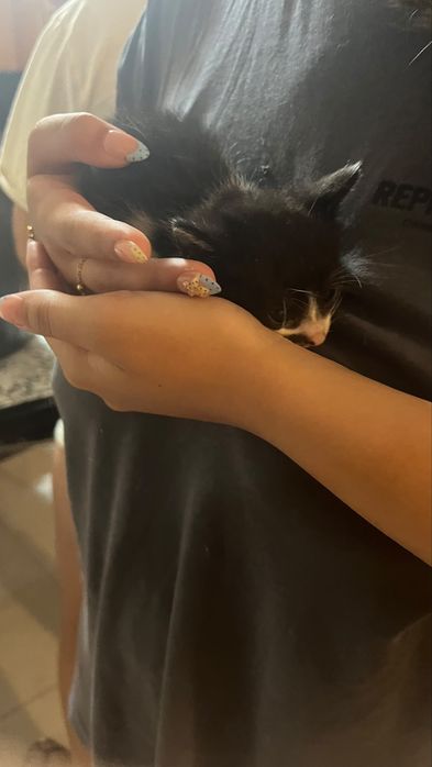 Gatinhos para adoção