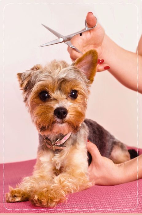 Грумінг на дому — ніжний догляд для вашого улюбленця