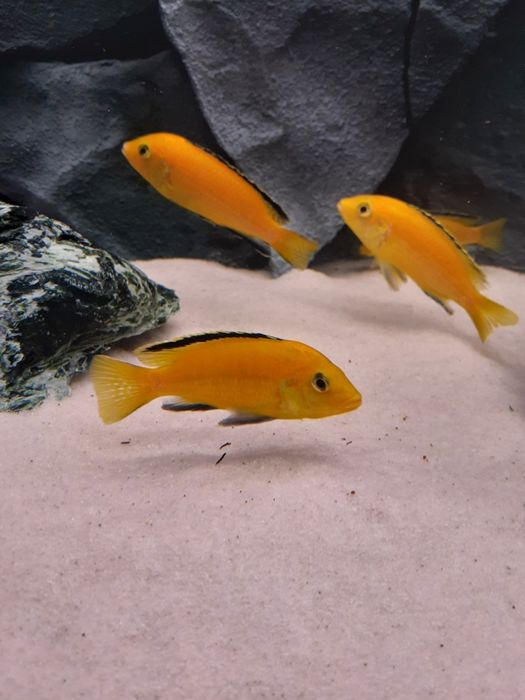 Pyszczaki z Malawi. Hodowla. Aulonocara mix. Wysyłka na cały kraj.