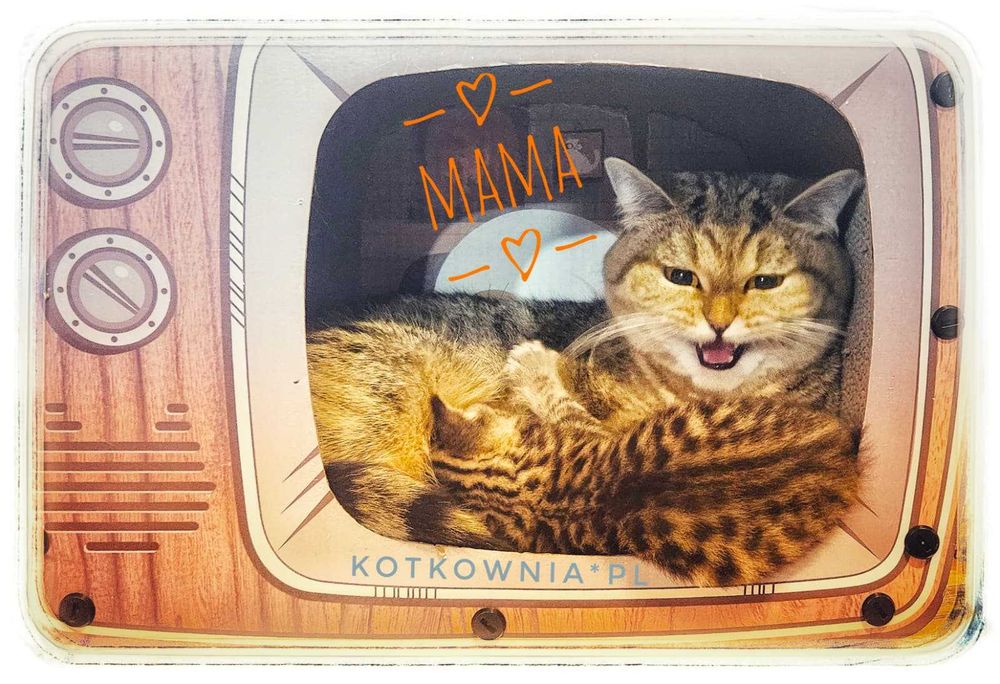 Kotka  brytyjska  krótkowłosa, tygrysica, cudowna.