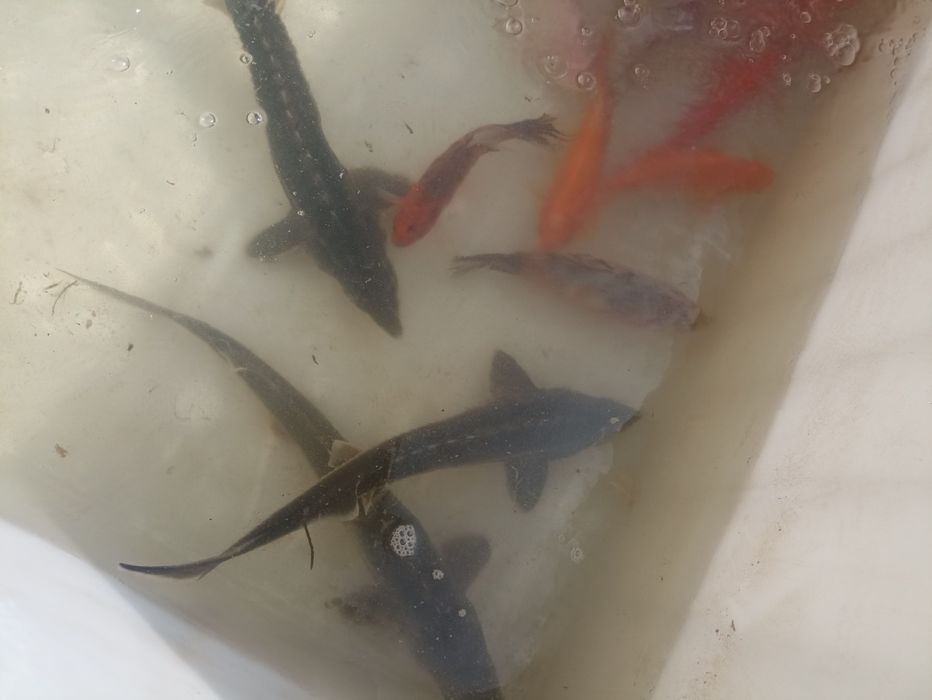 Szczupak Sandacz Sum Karp