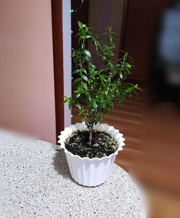 мирт деревце домашнее