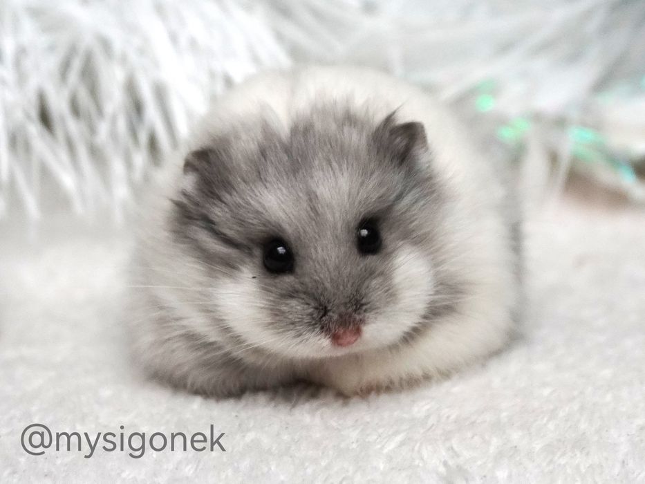 Chomiki Campbella z rodowodem