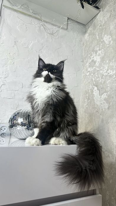 Розкішна дівчинка Мейн-кун з офіційного розплідника Lilit Pride Tigers