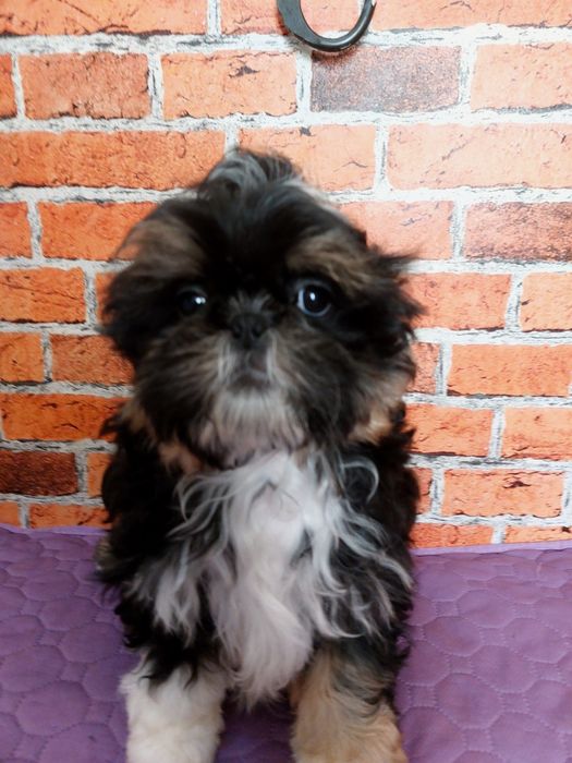 Chłopiec Shih-tzu do odbioru