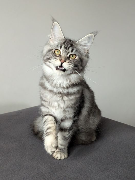 Kotka czarny klasyk Maine Coon. Opcja hodowlana .Zapraszamy