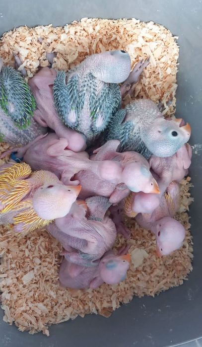Ring Necks Domesticados ( Loja Profissional)