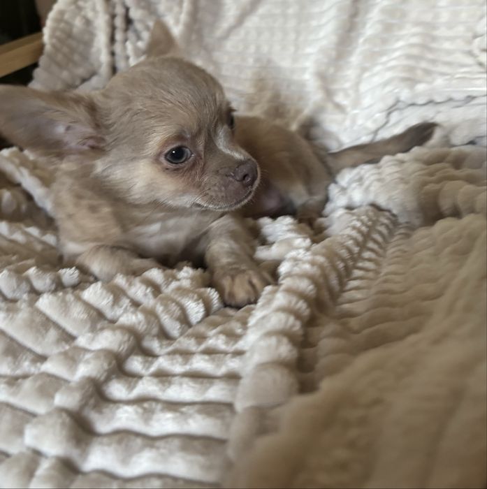 Chihuahua dlugowlosa liliowy