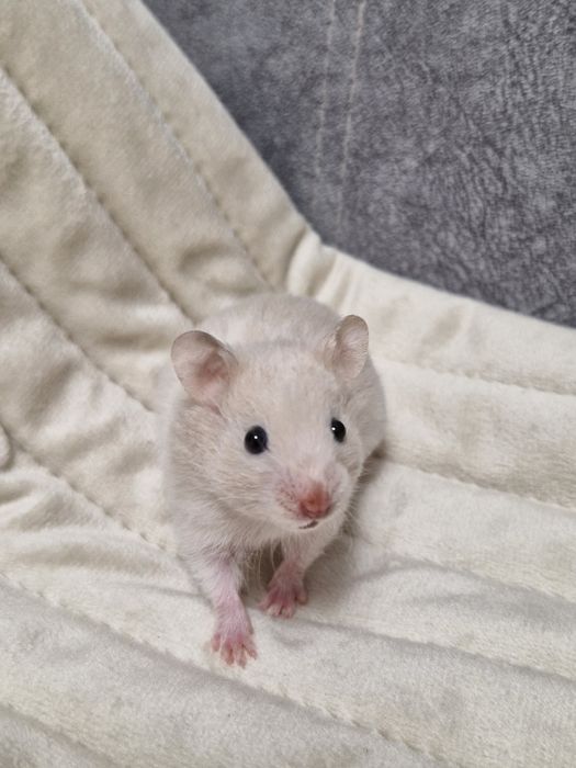 Маленькі хом'ячки