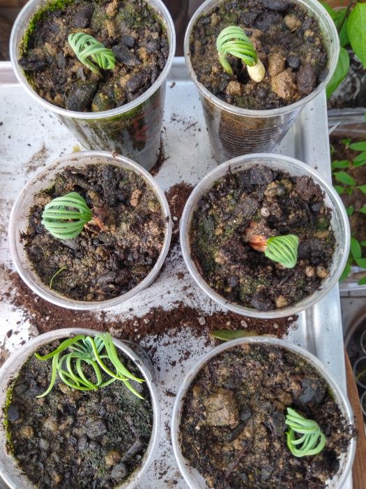 30 sementes de Pinheiro Manso bio/ boa qualidade