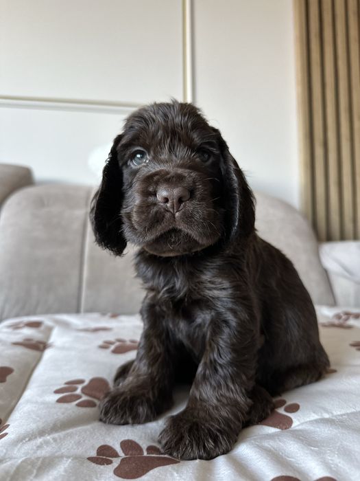 Cocker Spaniel Angielski szczeniaki