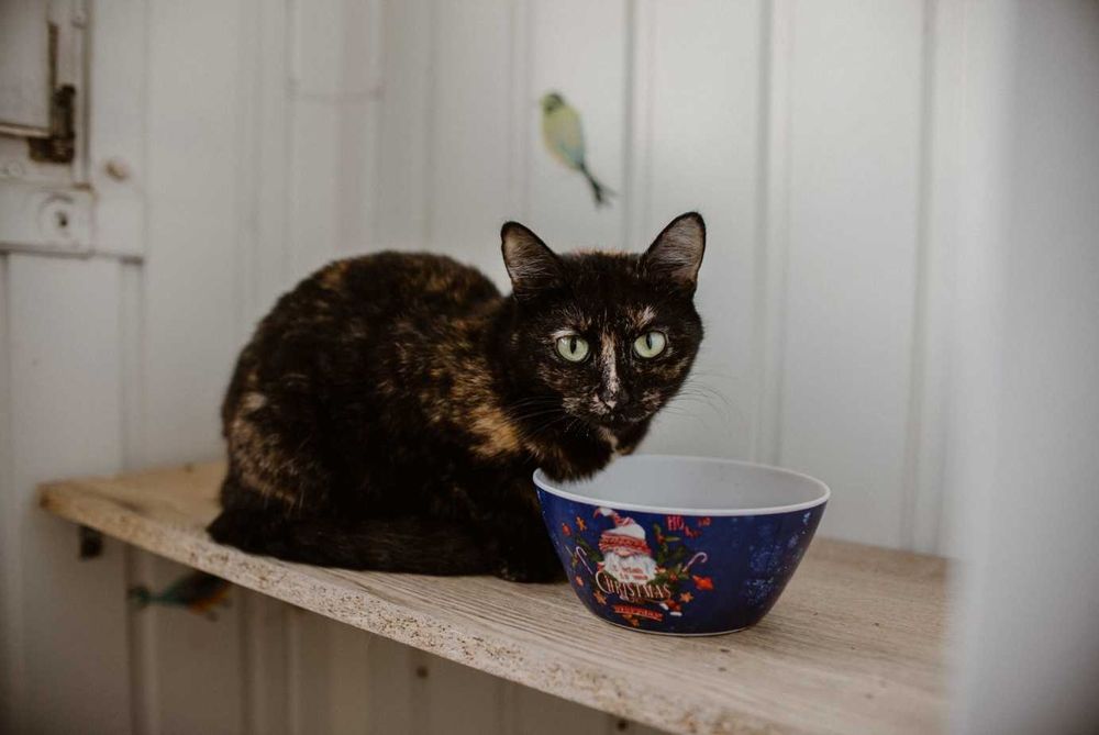 Cynamonka szuka przytulnego domu - Adoptuj!