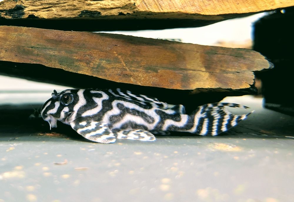 Hypancistrus L236 regulares de 6/7cm