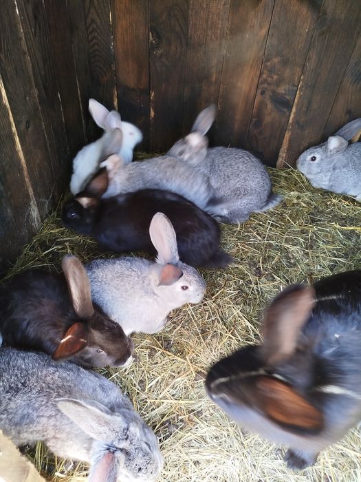 Кролетята, кролі