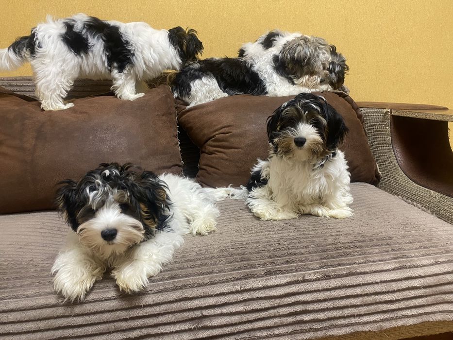 Цуцикі бівер йорка