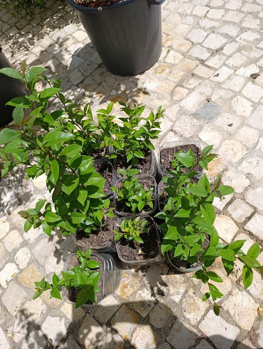 Lote 10 arbustos Ligustrum japonicum (ver descrição)