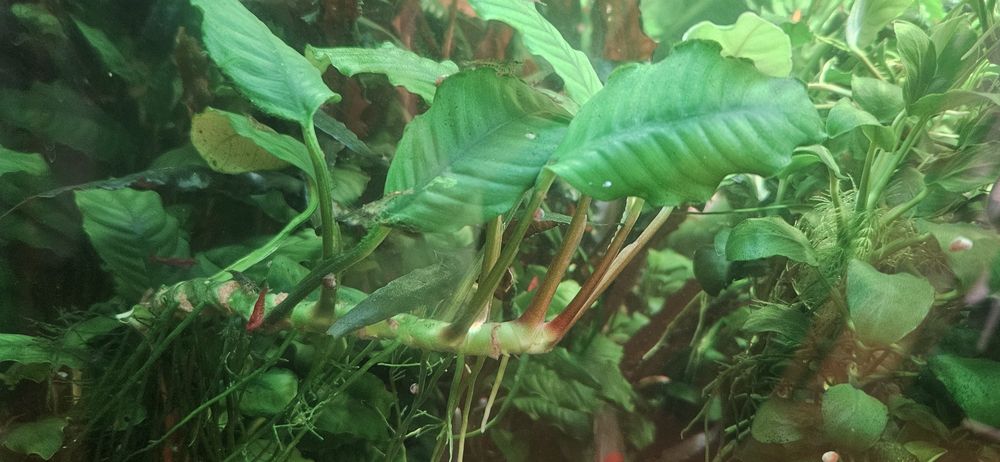Anúbia média saudável (anubia coffeefolia)