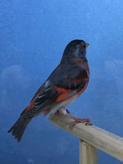 Cardenalitos campeões